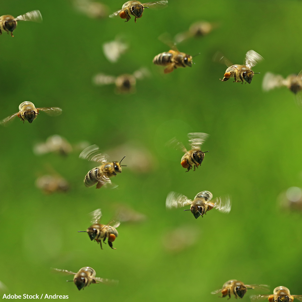 Honeybee Pledge 1000x1000 petition - Earth’s Honey Bees Are Dying Off, Here’s How You Can Help Save Them!