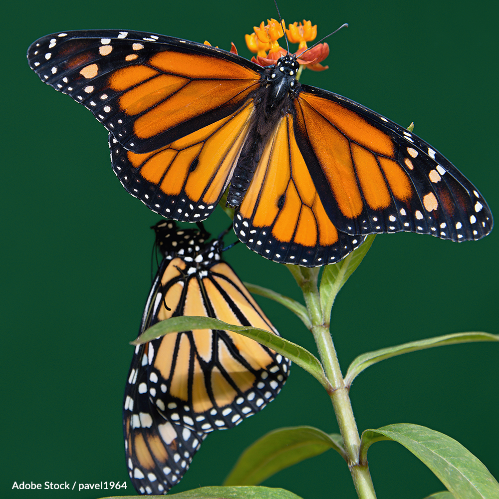 Save the Monarch Butterfly from Extinction!
