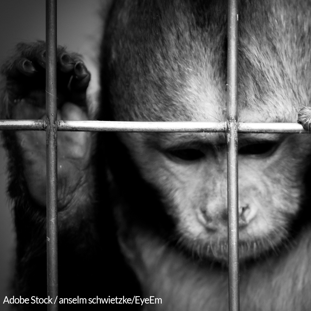 Save Monkeys From Experimentation and Torture