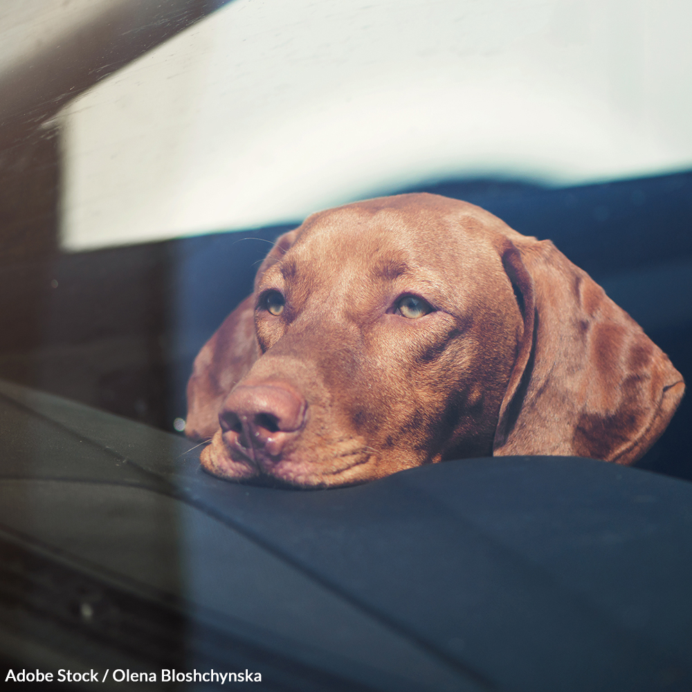 Demand A National Right To Rescue Dogs In Hot Cars